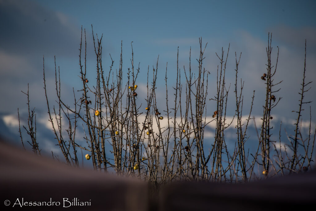 2023-01-28-29_Campionati_Italiani_Ciclocross_San_Fior_AnteV_62